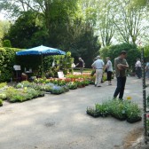 de nombreuses plantes à acheter