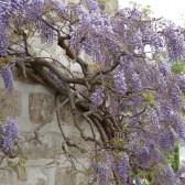 glycine du château de Dormans