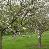 Fleurissement 2012, les arbres fruitiers du verger conservatoire