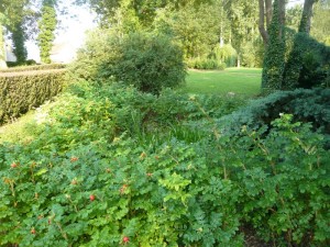 Fleurissement de Dormans, été 2014, parc du château