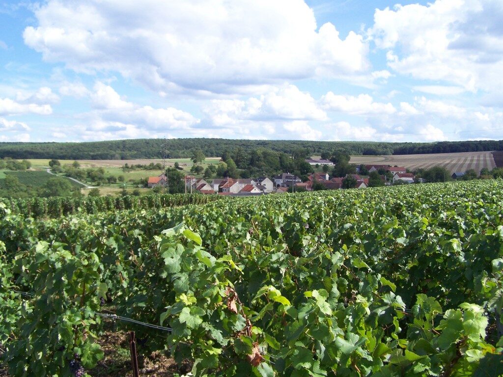 Le vignoble de Dormans à Vassy