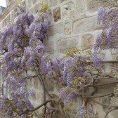 La glycine du parc du château au printemps