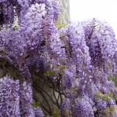 Glycine du château de Dormans